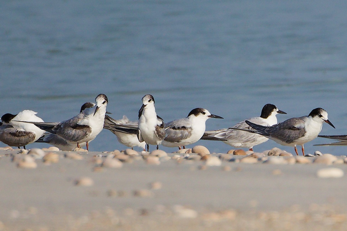 Charrán Común - ML645830115