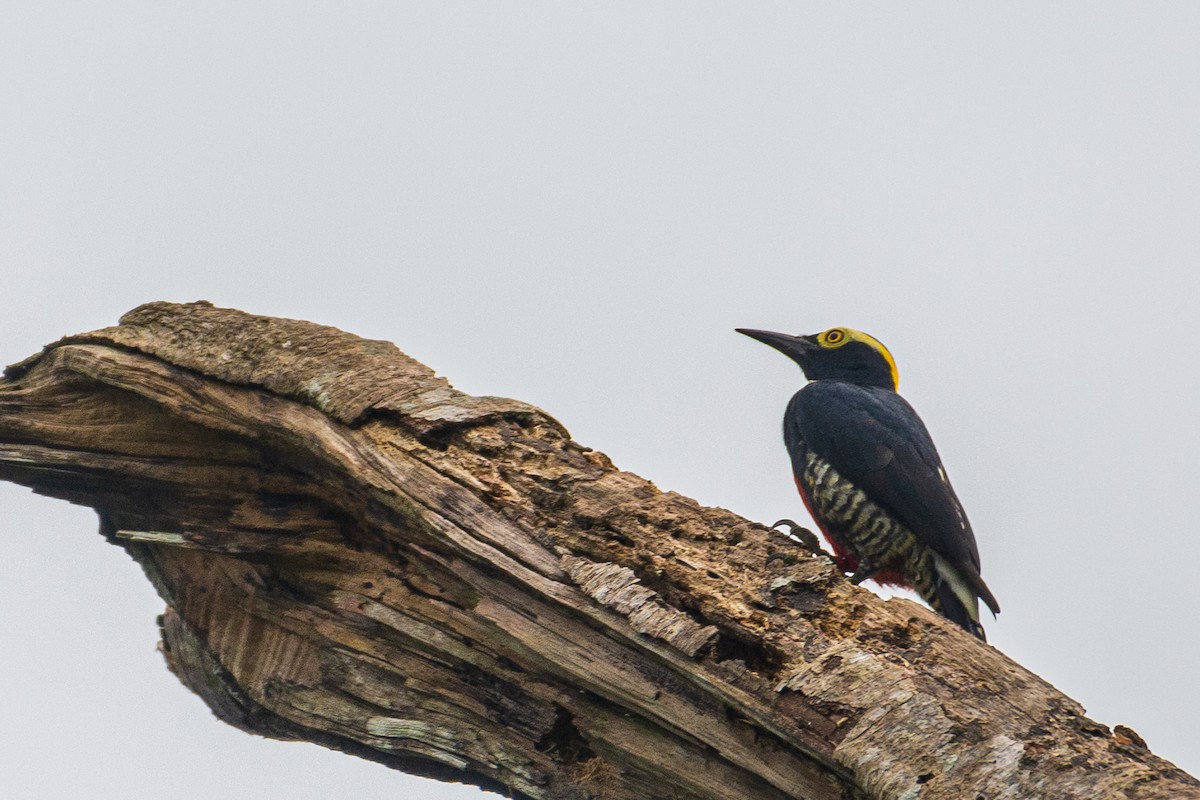 Yellow-tufted Woodpecker - ML645830118