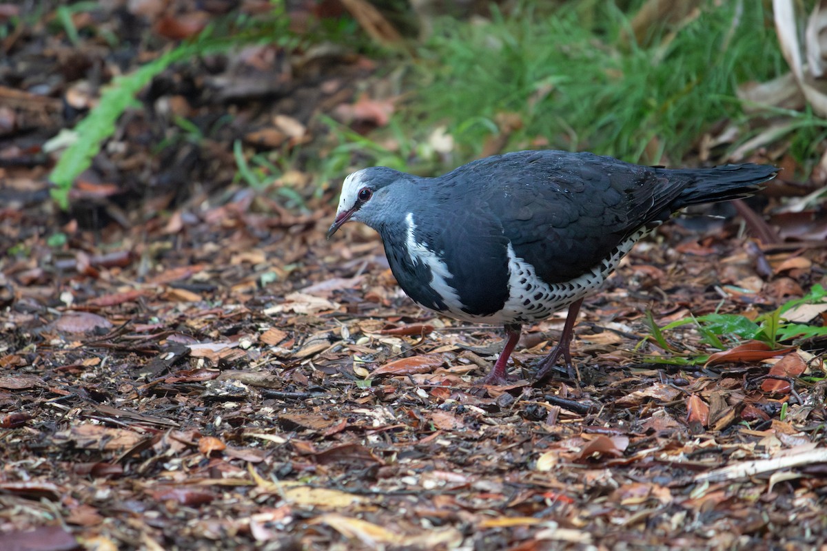 Wongataube - ML645830135