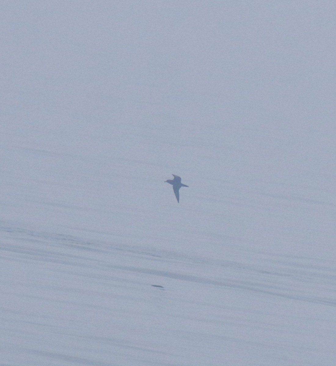 Puffin à pieds pâles - ML645830139