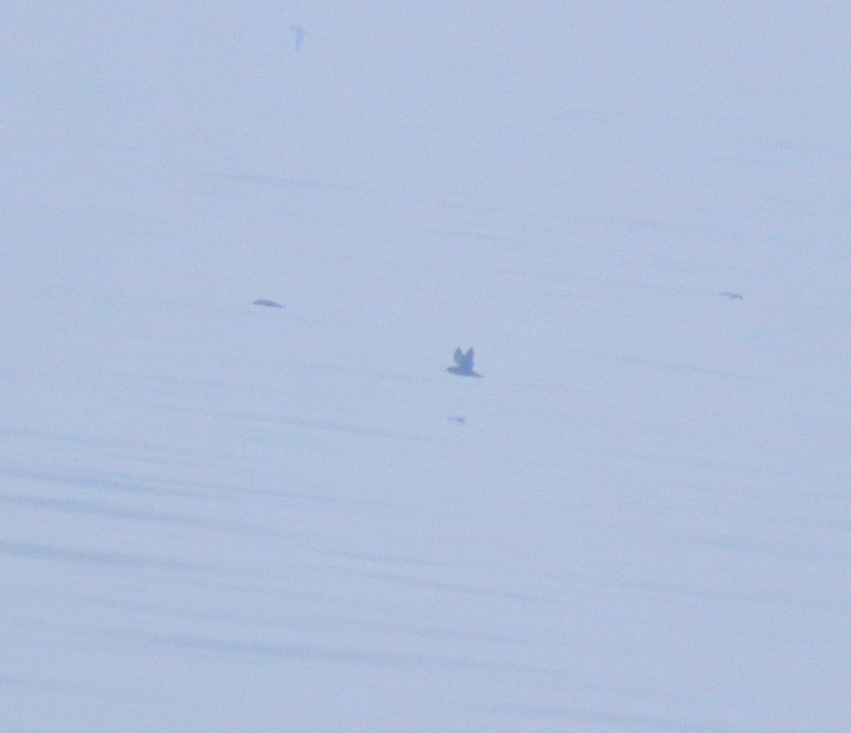 Puffin à pieds pâles - ML645830140