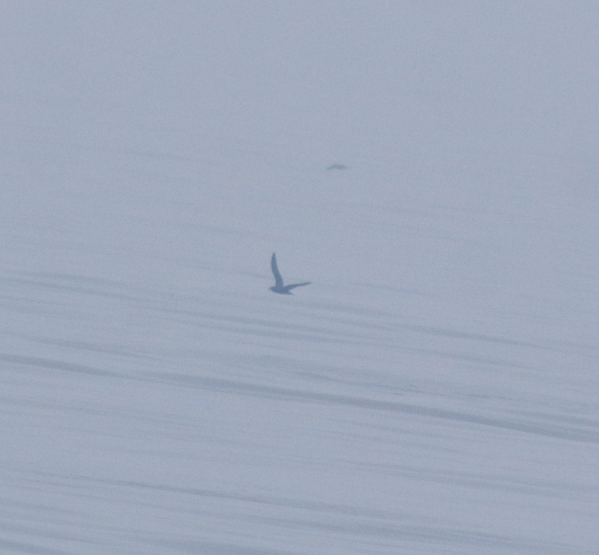 Puffin à pieds pâles - ML645830142