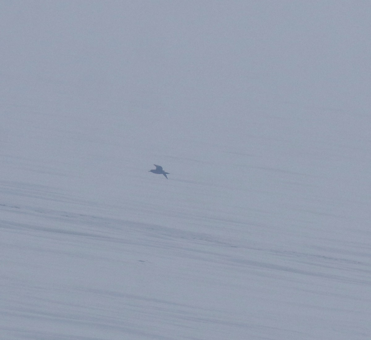 Puffin à pieds pâles - ML645830145