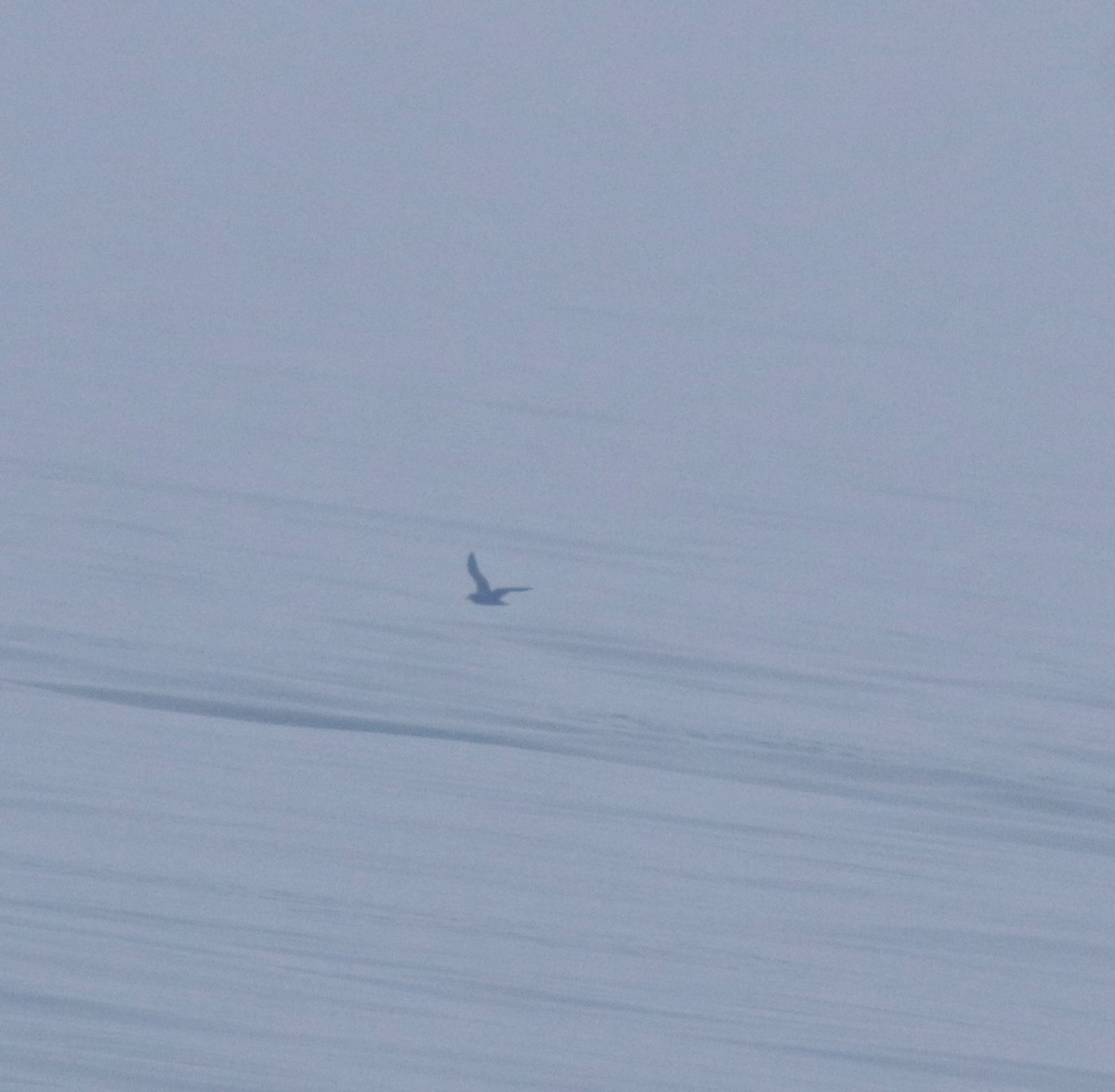 Puffin à pieds pâles - ML645830146