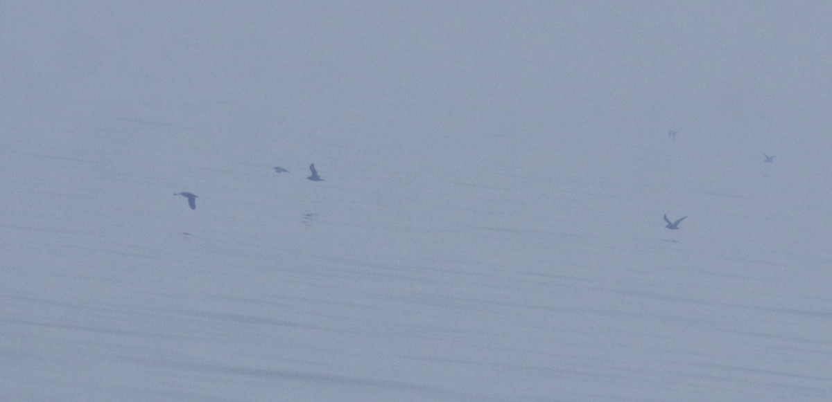 Puffin à pieds pâles - ML645830147