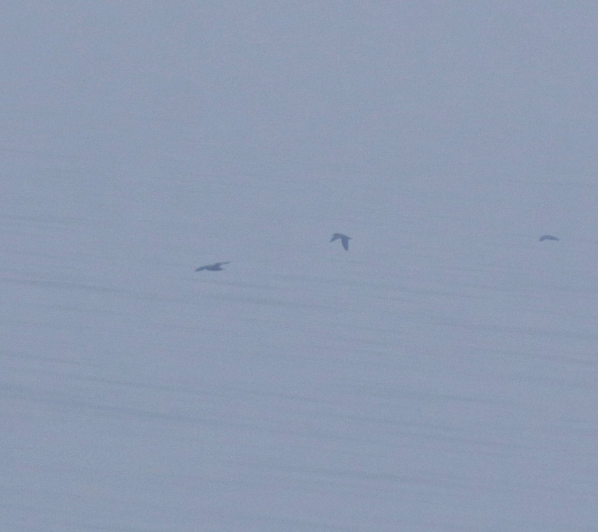 Puffin à pieds pâles - ML645830148