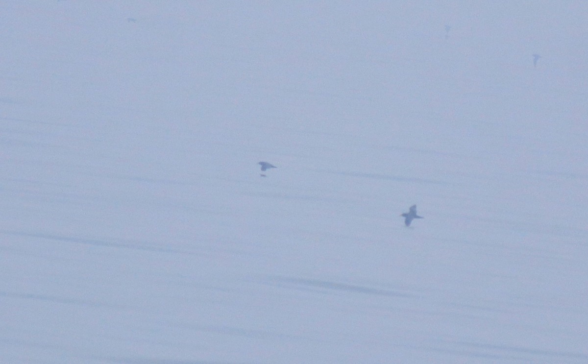 Puffin à pieds pâles - ML645830149