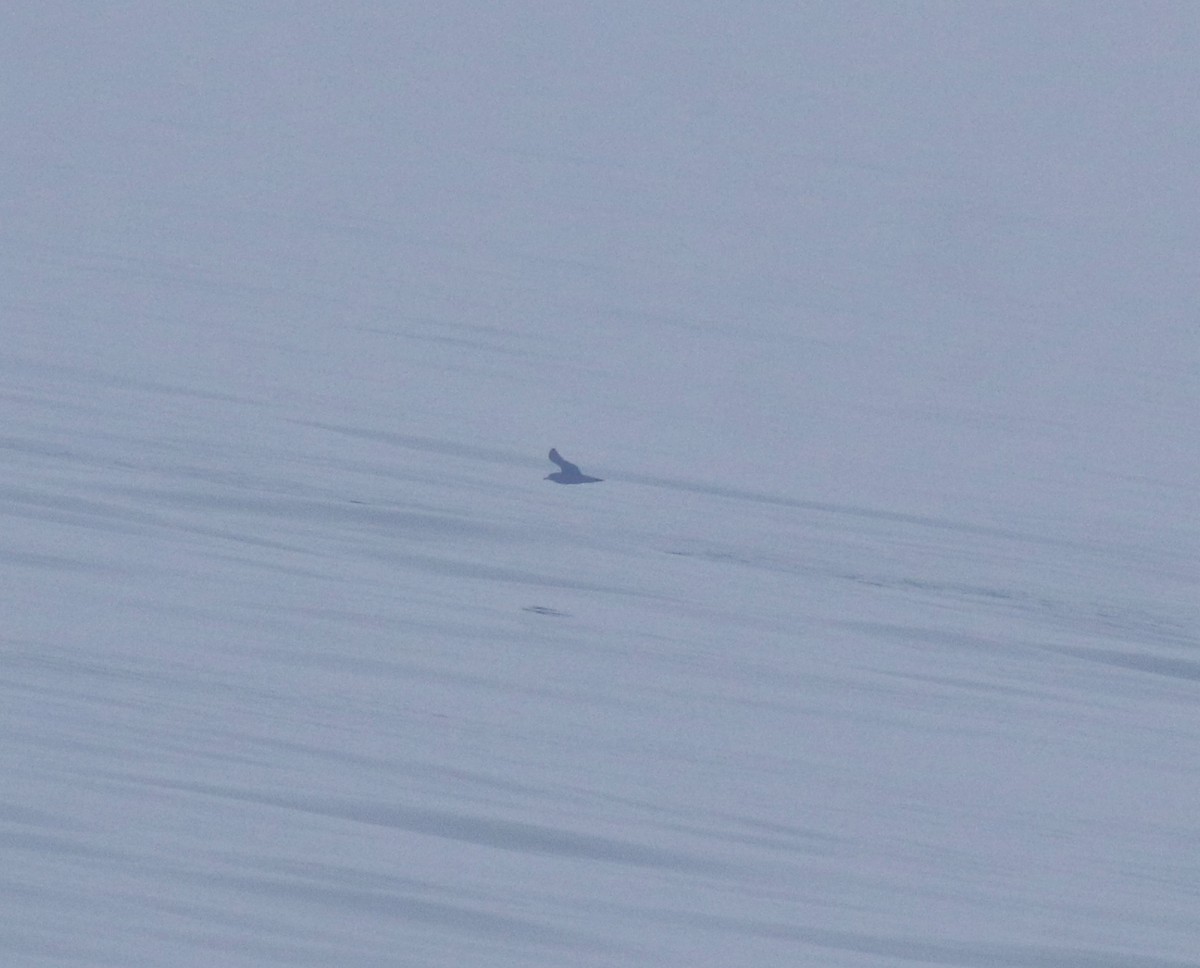 Puffin à pieds pâles - ML645830150