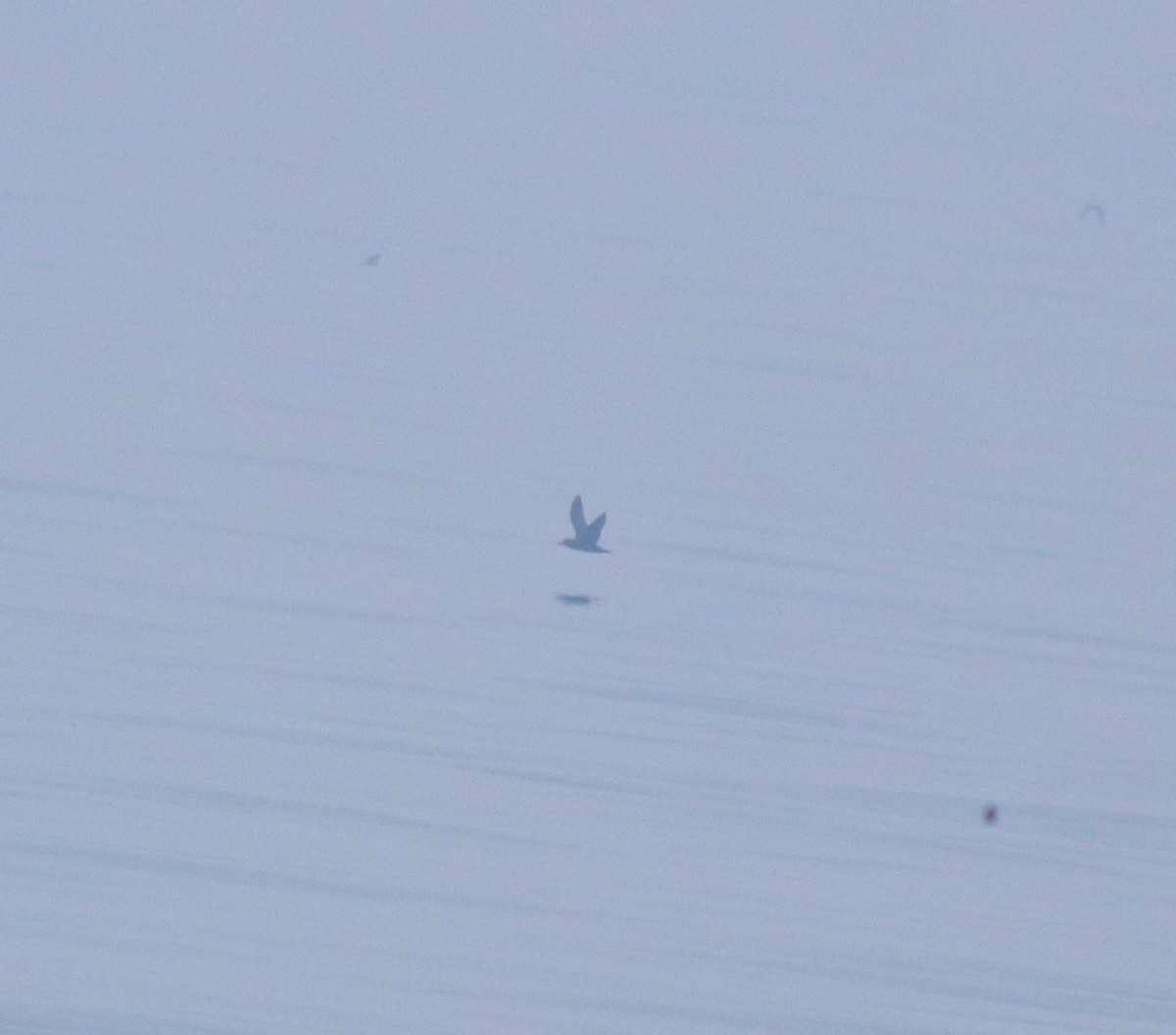 Puffin à pieds pâles - ML645830151