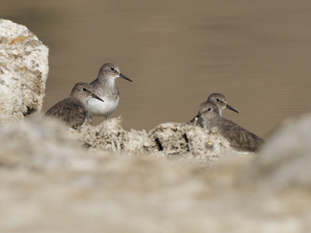 Bécasseau de Temminck - ML645830155