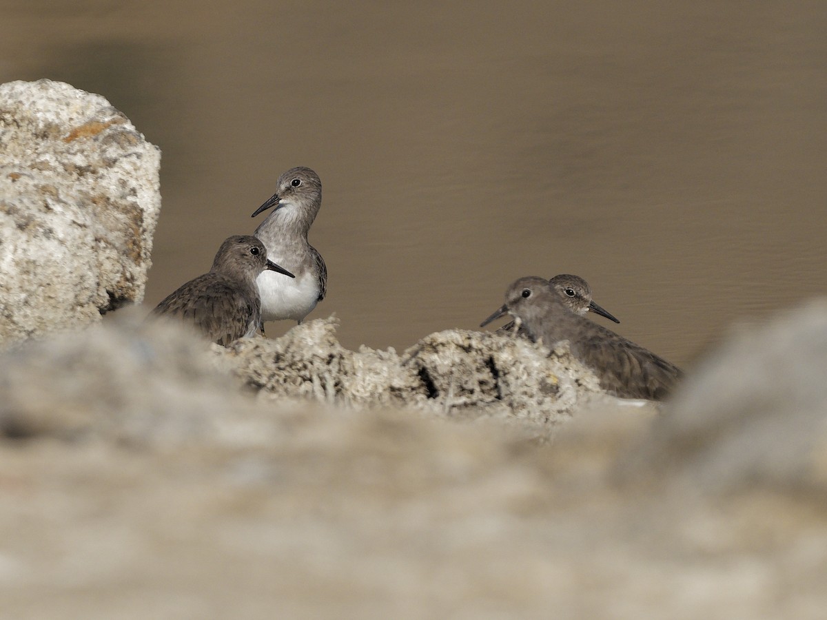 Bécasseau de Temminck - ML645830156