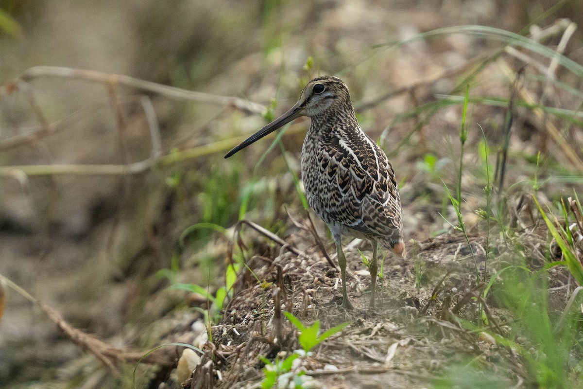 ハリオシギ - ML645830159