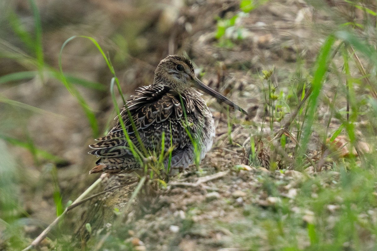 ハリオシギ - ML645830165