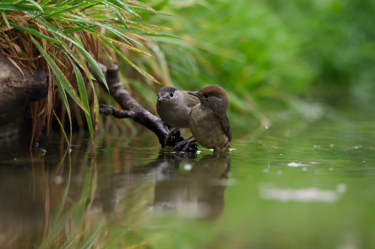 Fauvette à tête noire - ML645830169
