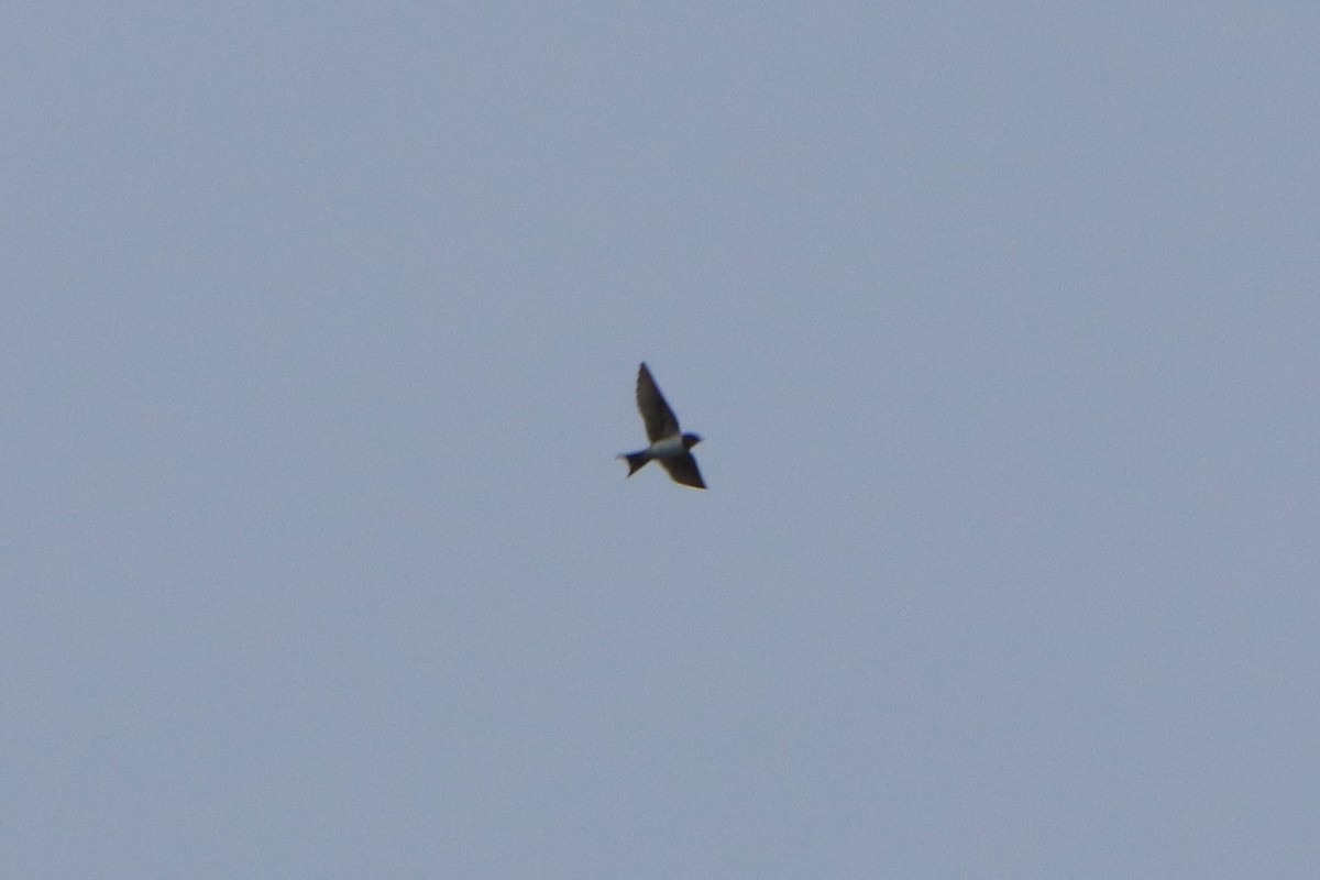 Ластівка сільська (підвид gutturalis/mandschurica) - ML645830170