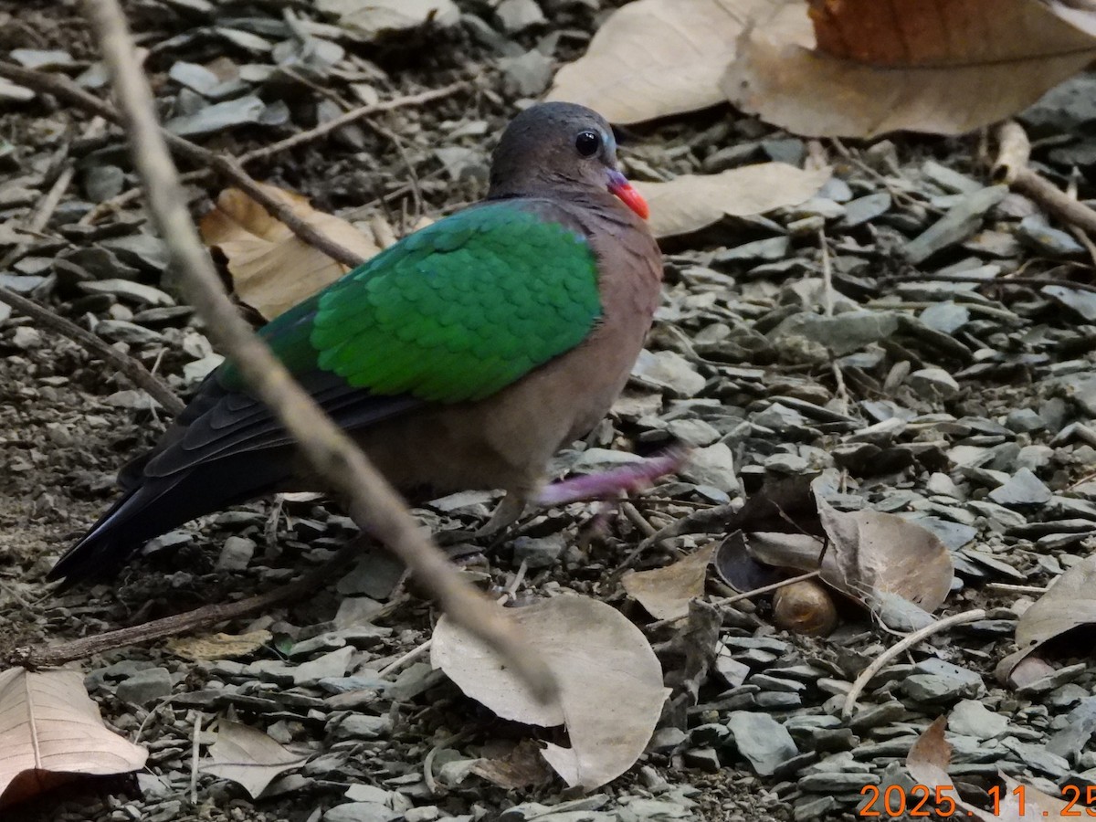 Colombine turvert - ML645830172