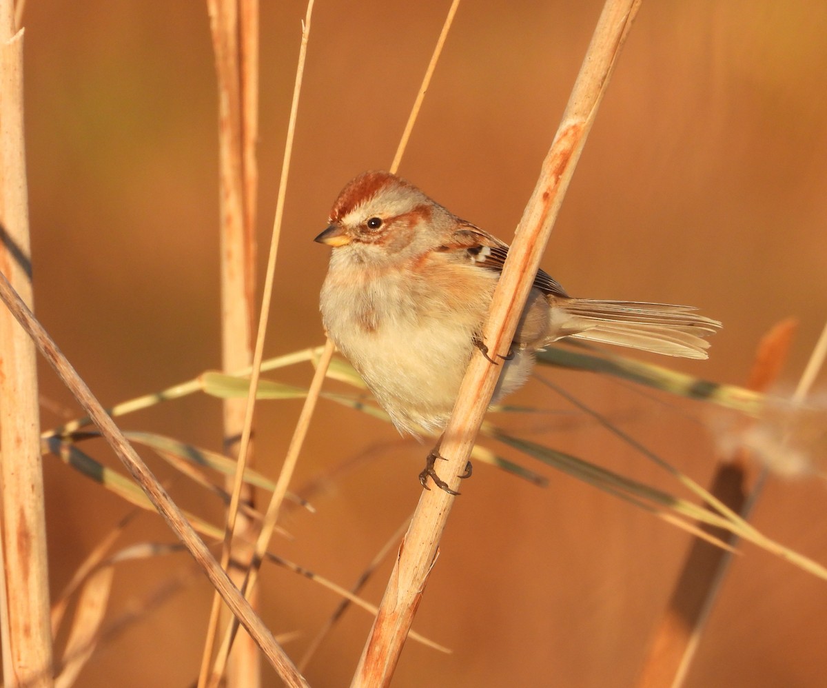 Bruant hudsonien - ML645830173