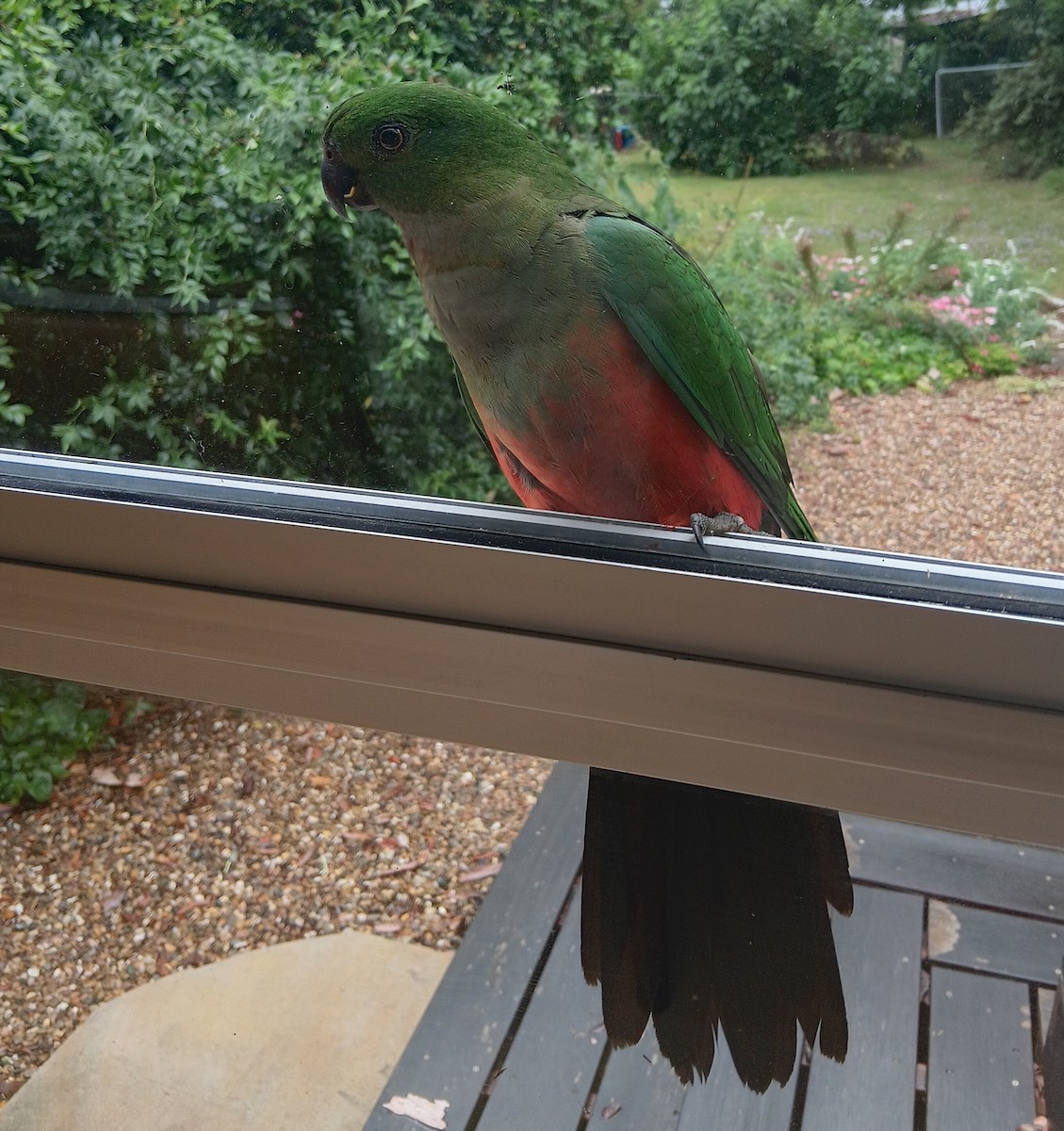 Perruche royale - ML645830174