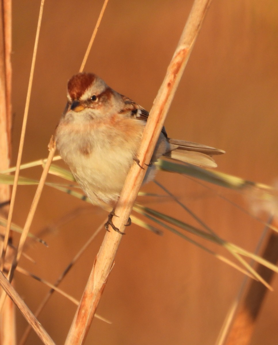 Bruant hudsonien - ML645830175