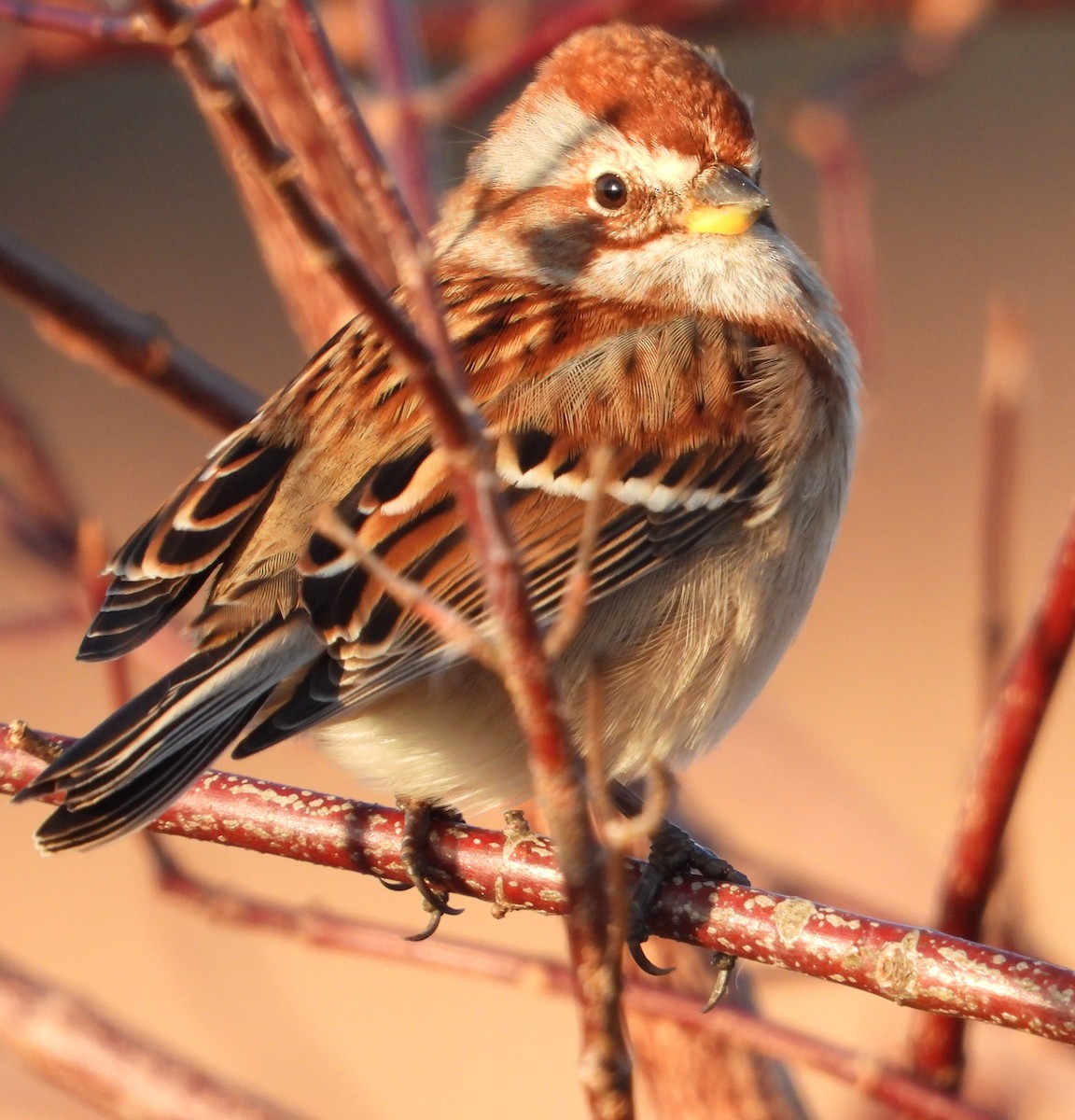 Bruant hudsonien - ML645830176