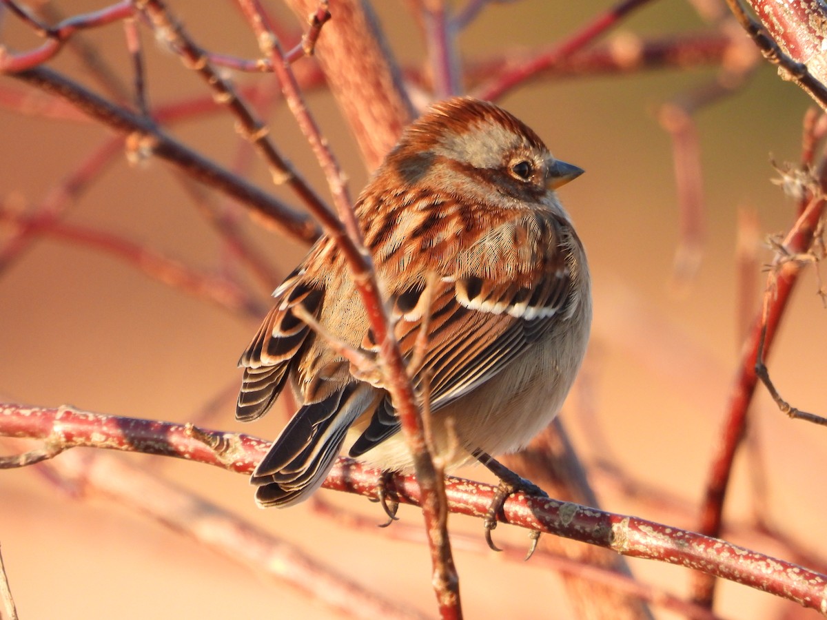 Bruant hudsonien - ML645830177