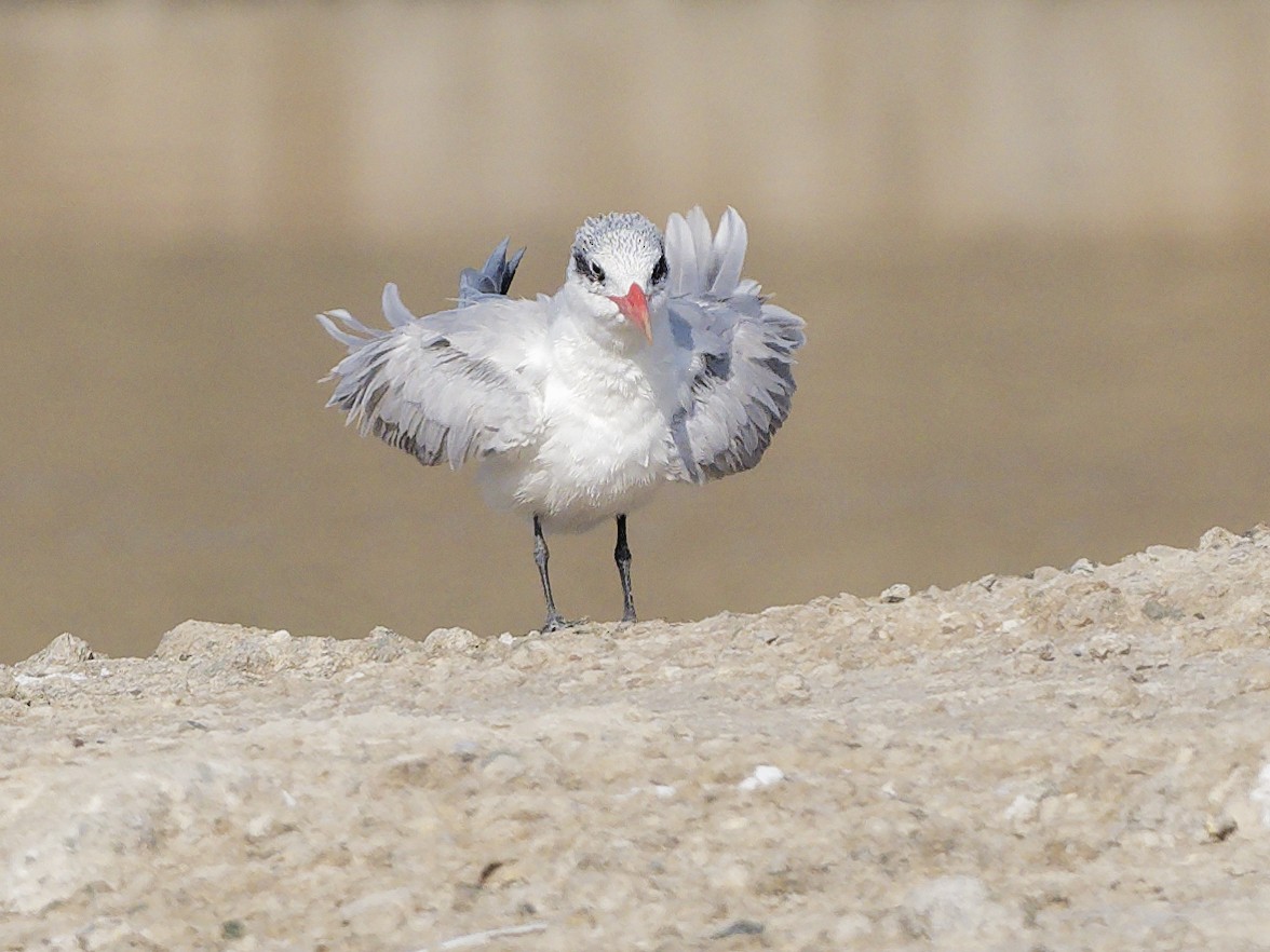 Sterne caspienne - ML645830179