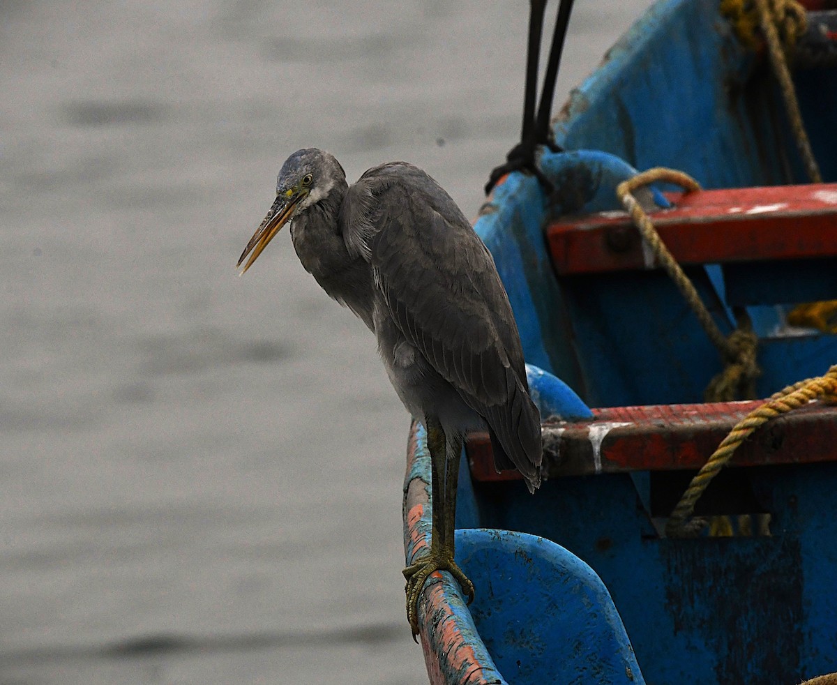 Aigrette à gorge blanche - ML645830180