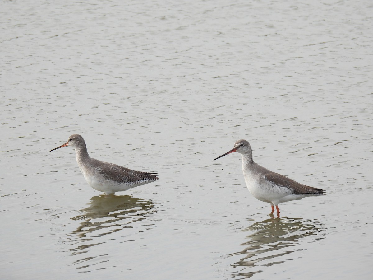 Chevalier arlequin - ML645830181