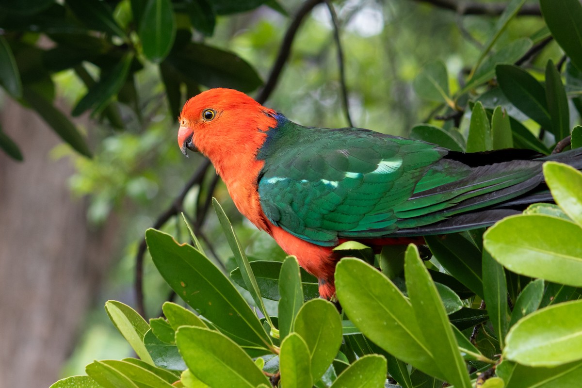 Perruche royale - ML645830182