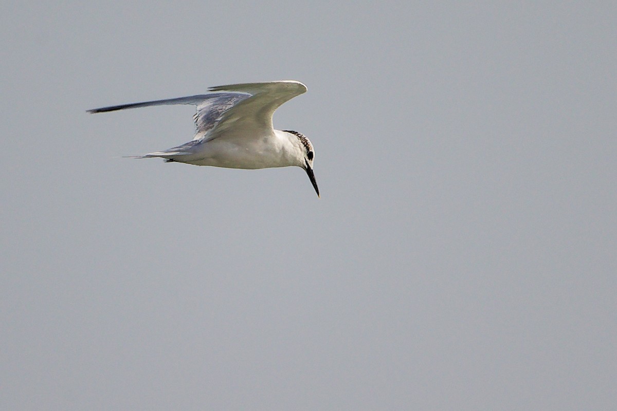 Sterne caugek - ML645830183