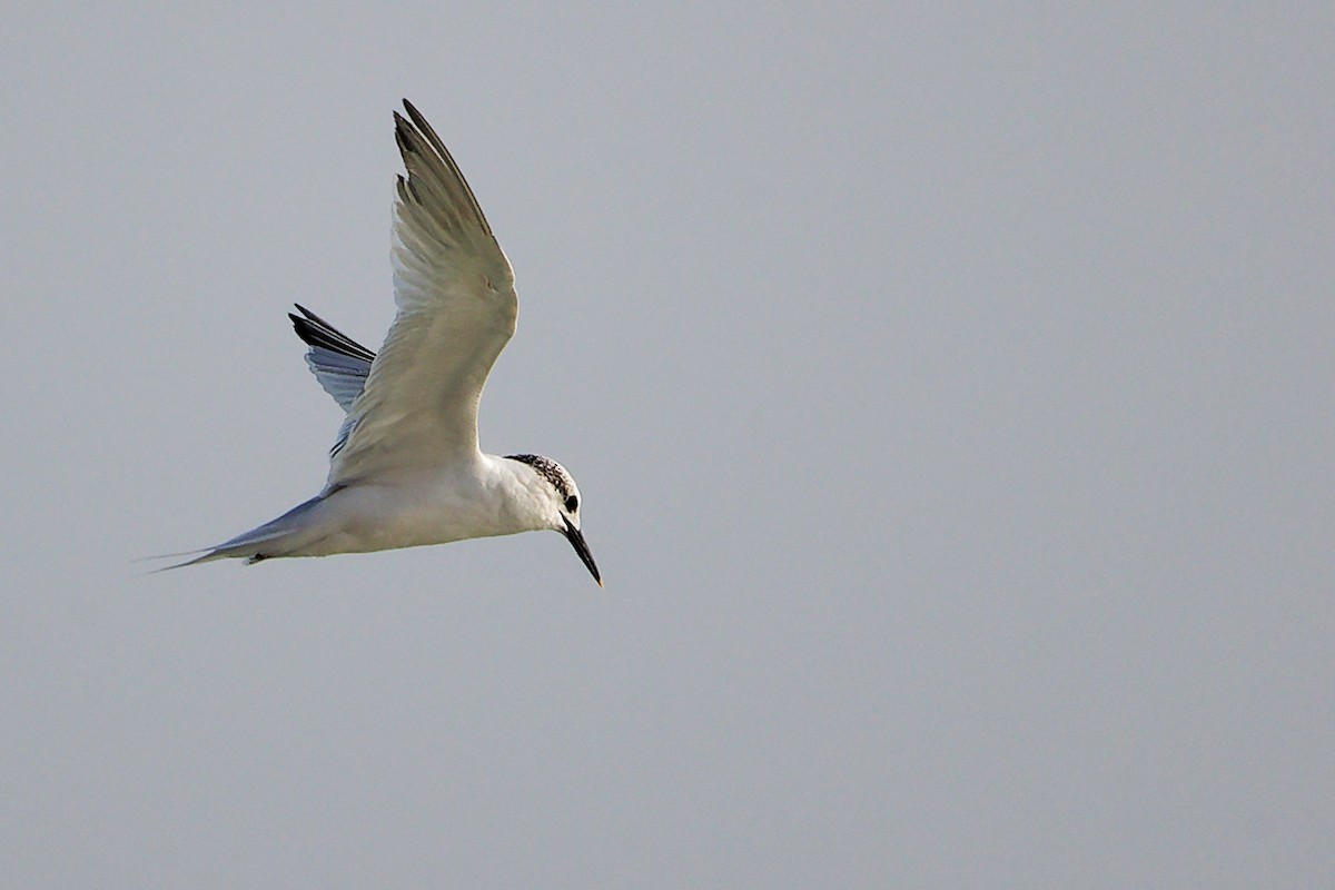 Sterne caugek - ML645830184