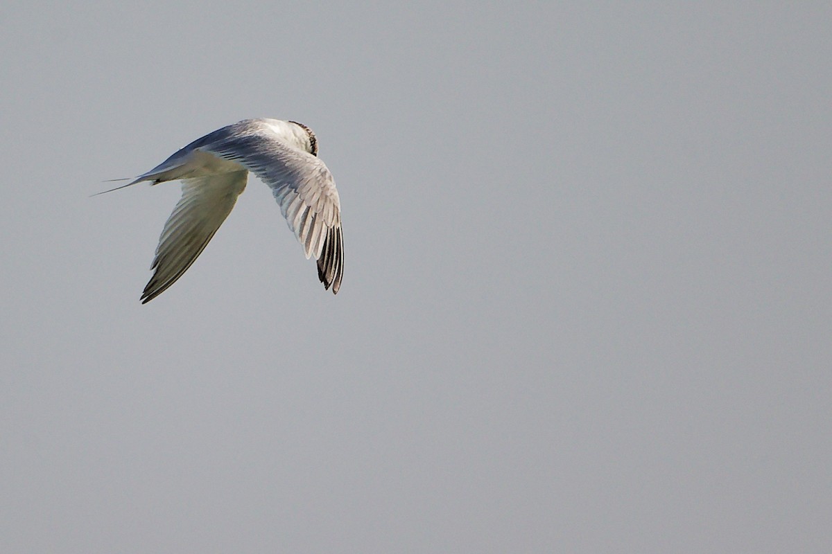 Sterne caugek - ML645830185