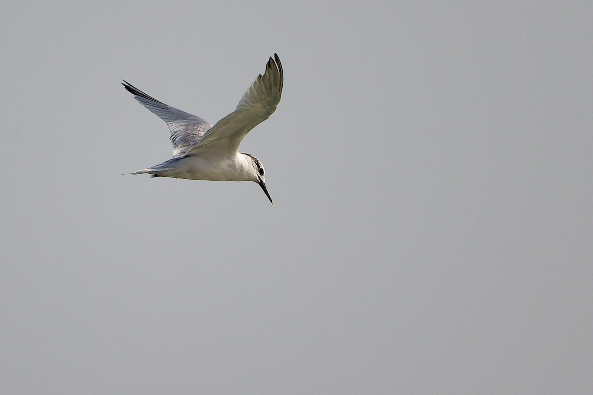 Sterne caugek - ML645830186