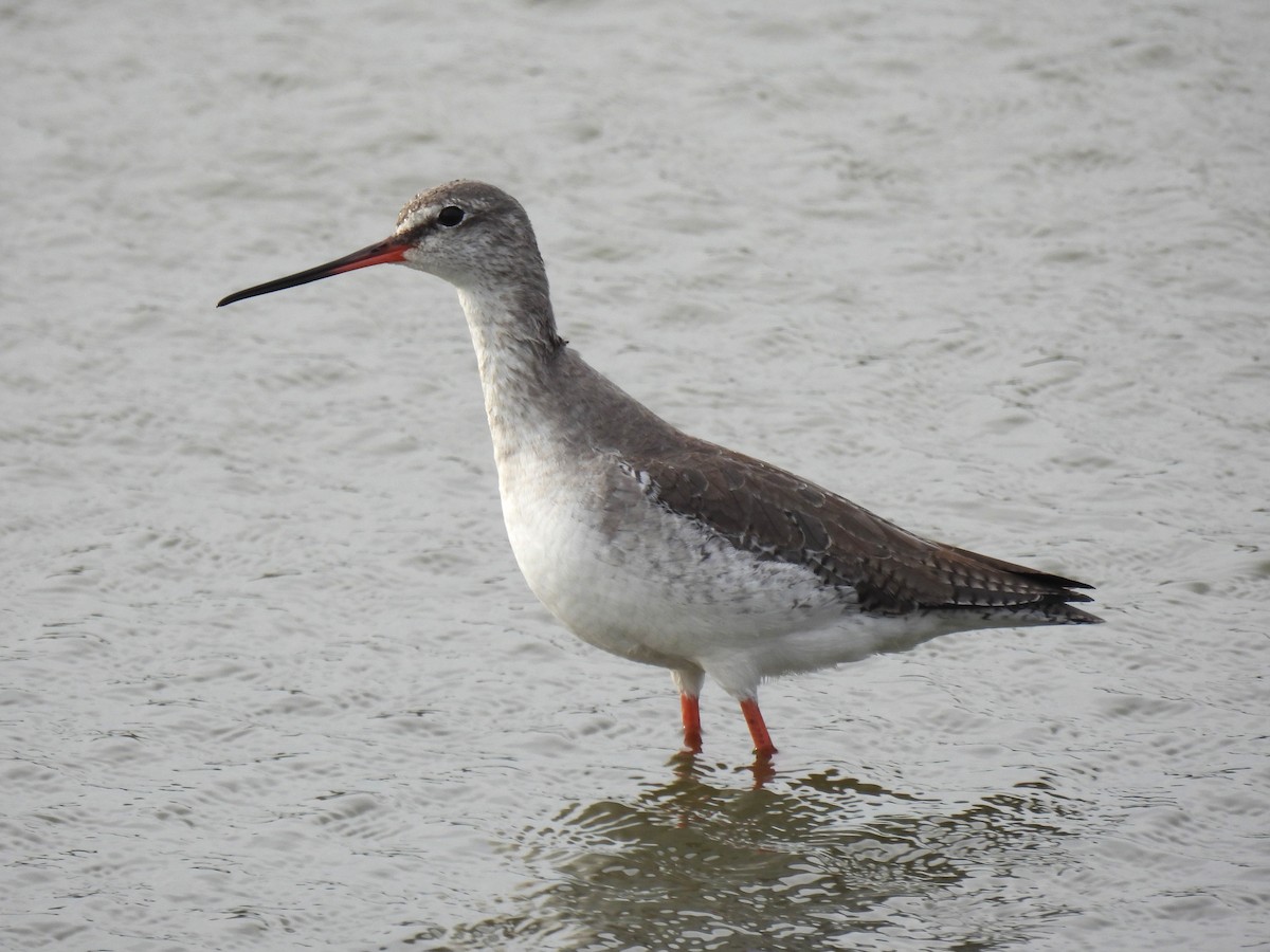 Chevalier arlequin - ML645830187