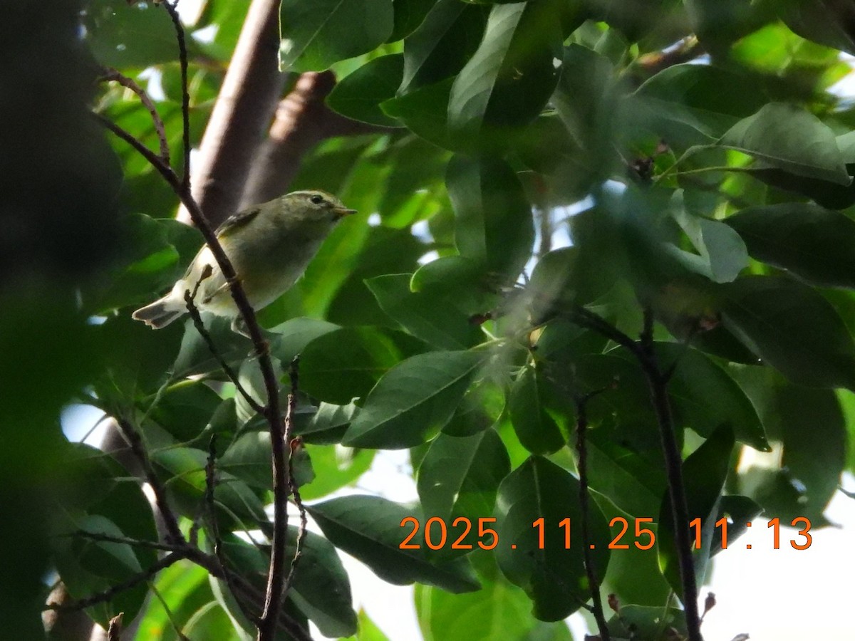 Pouillot boréal - ML645830188