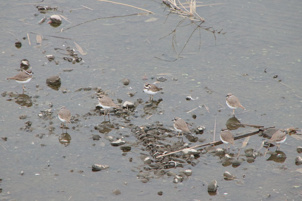 Пісочник усурійський - ML645830192