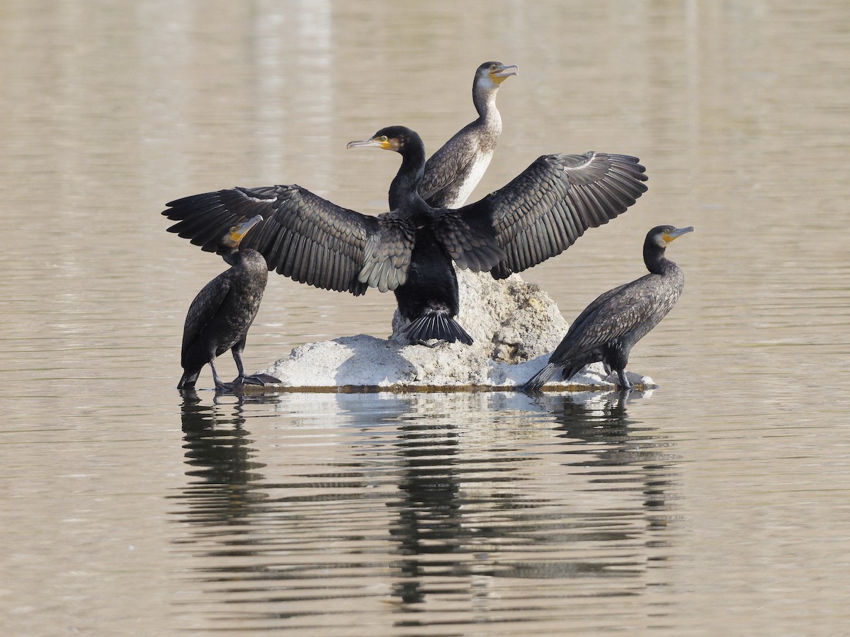 Great Cormorant - ML645830212