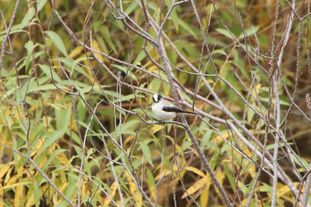 Синиця довгохвоста [група europaeus] - ML645830229