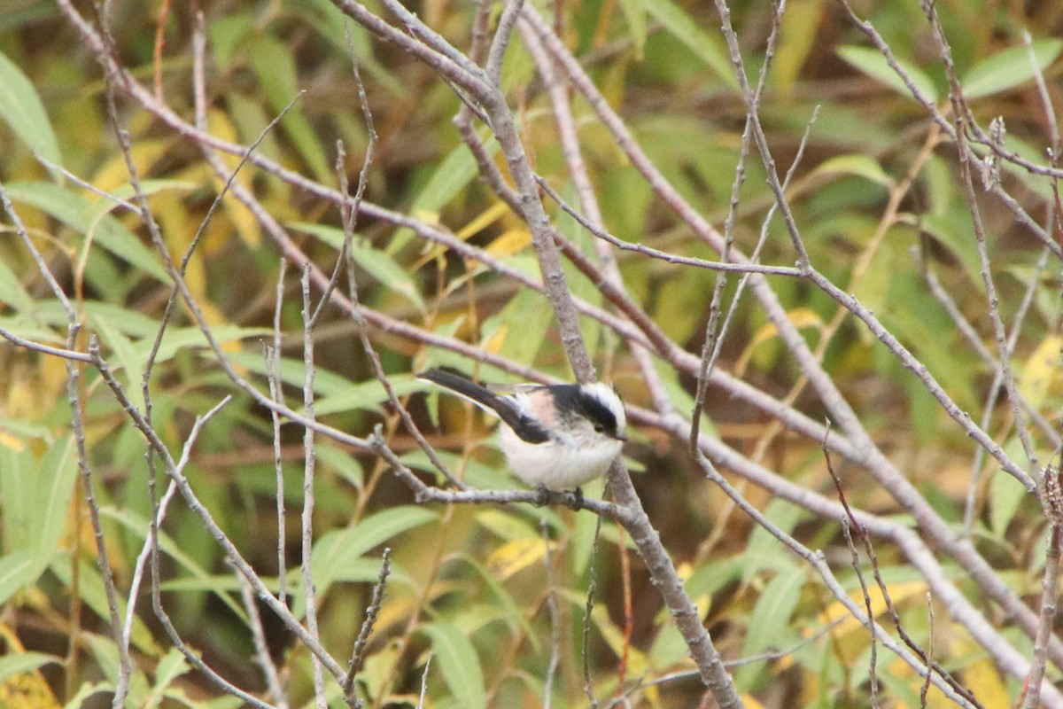 Синиця довгохвоста [група europaeus] - ML645830230