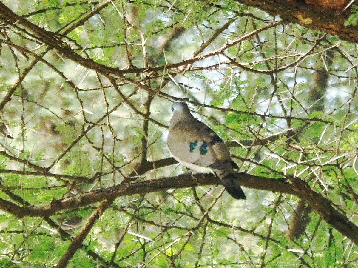 Emerald-spotted Wood-Dove - ML645830232