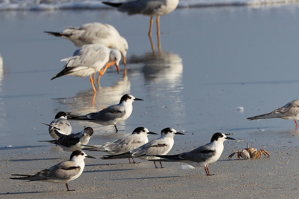 Common Tern - ML645830239