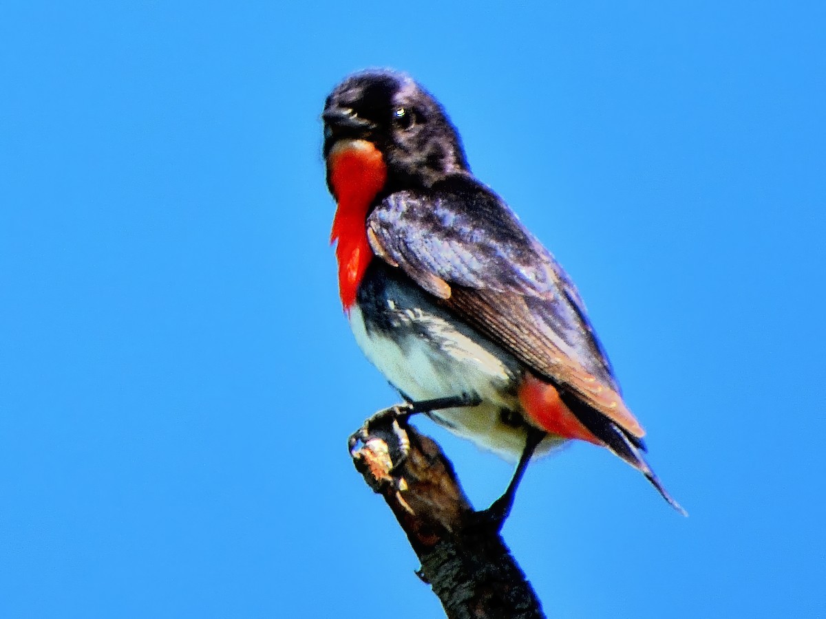 Mistletoebird - ML645830256