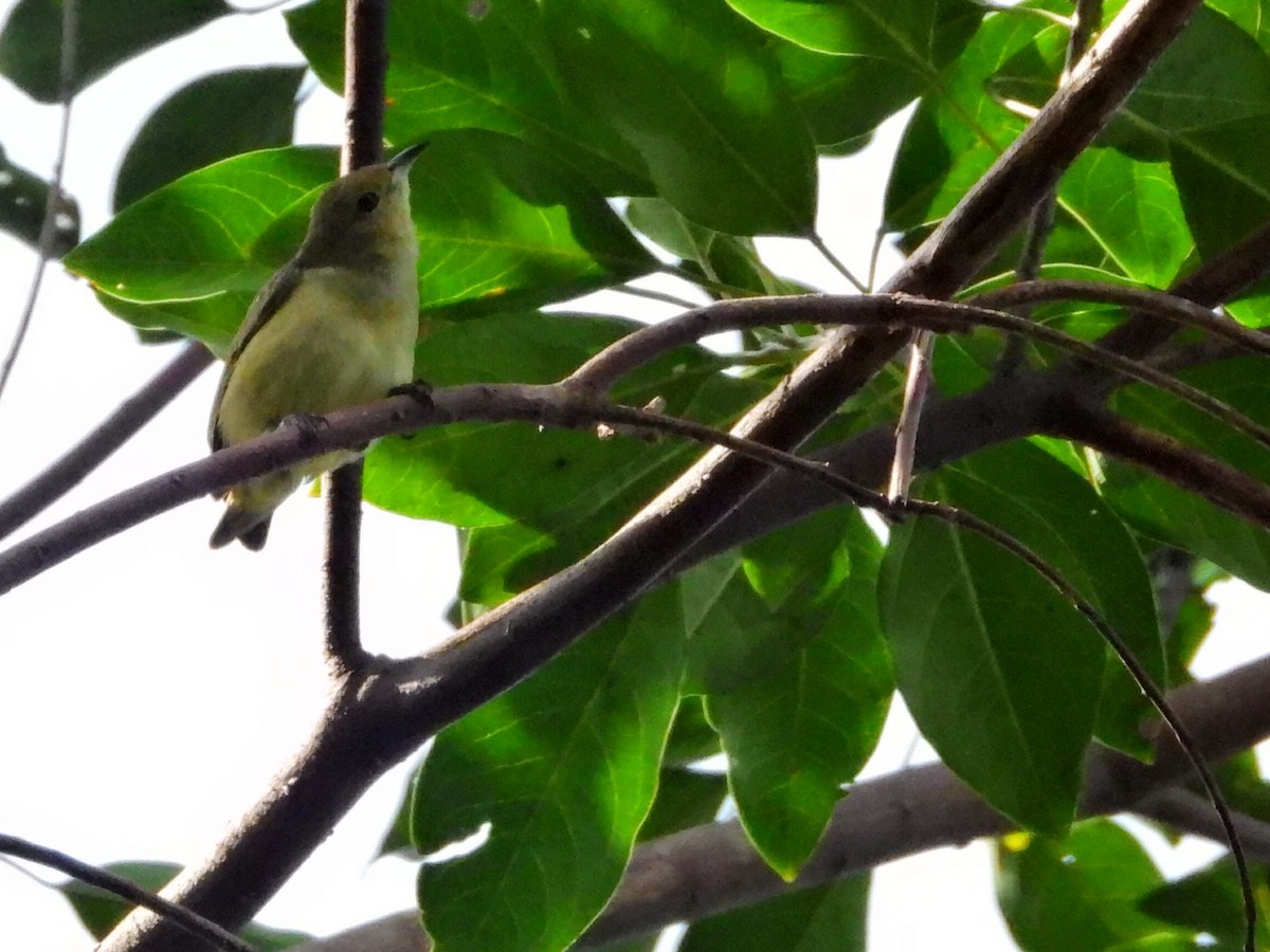 Plain Flowerpecker - ML645830257