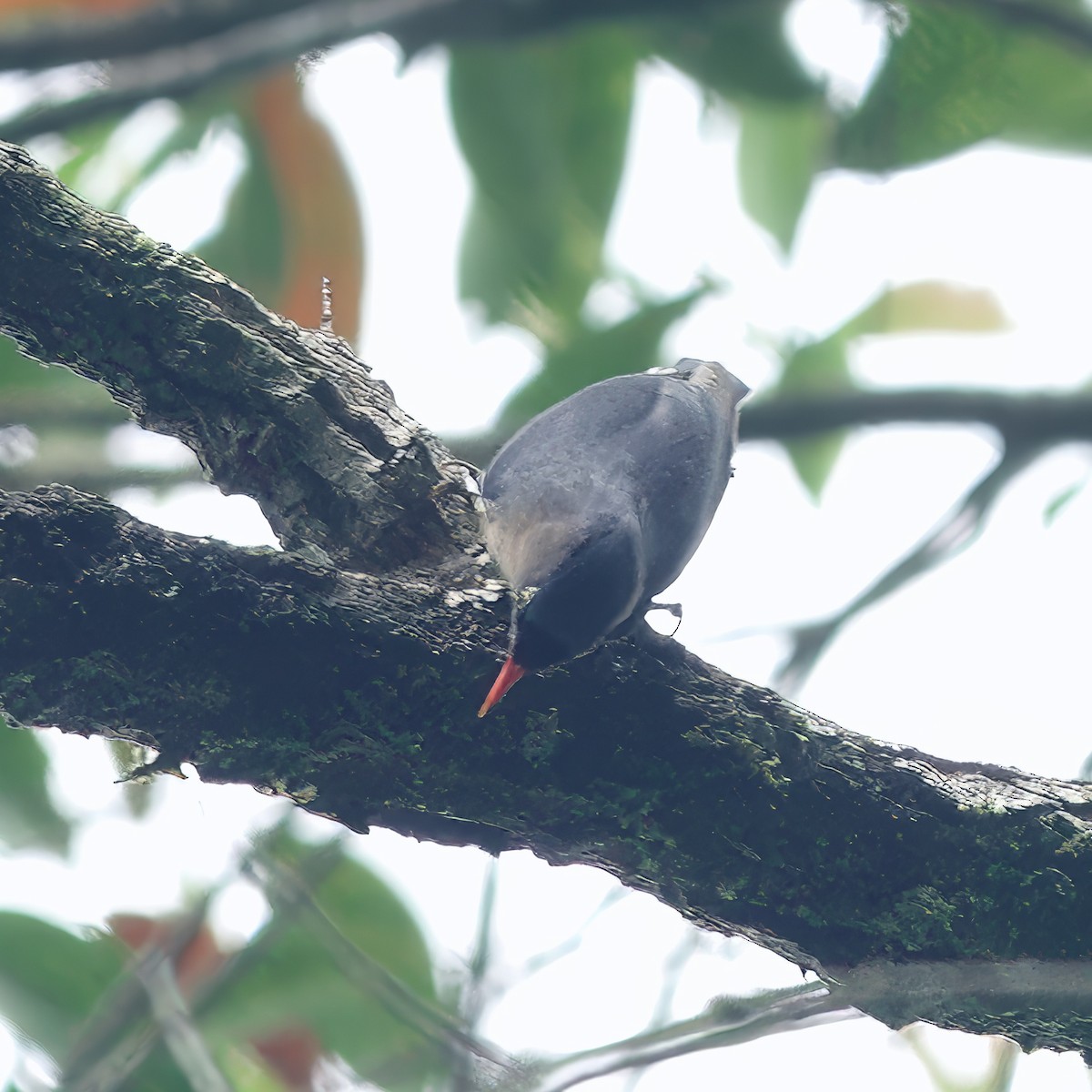 Velvet-fronted Nuthatch - ML645830261