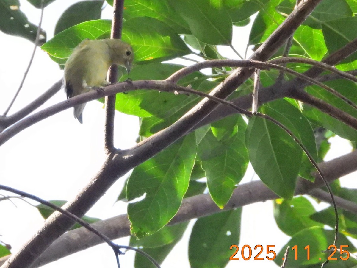 Plain Flowerpecker - ML645830262