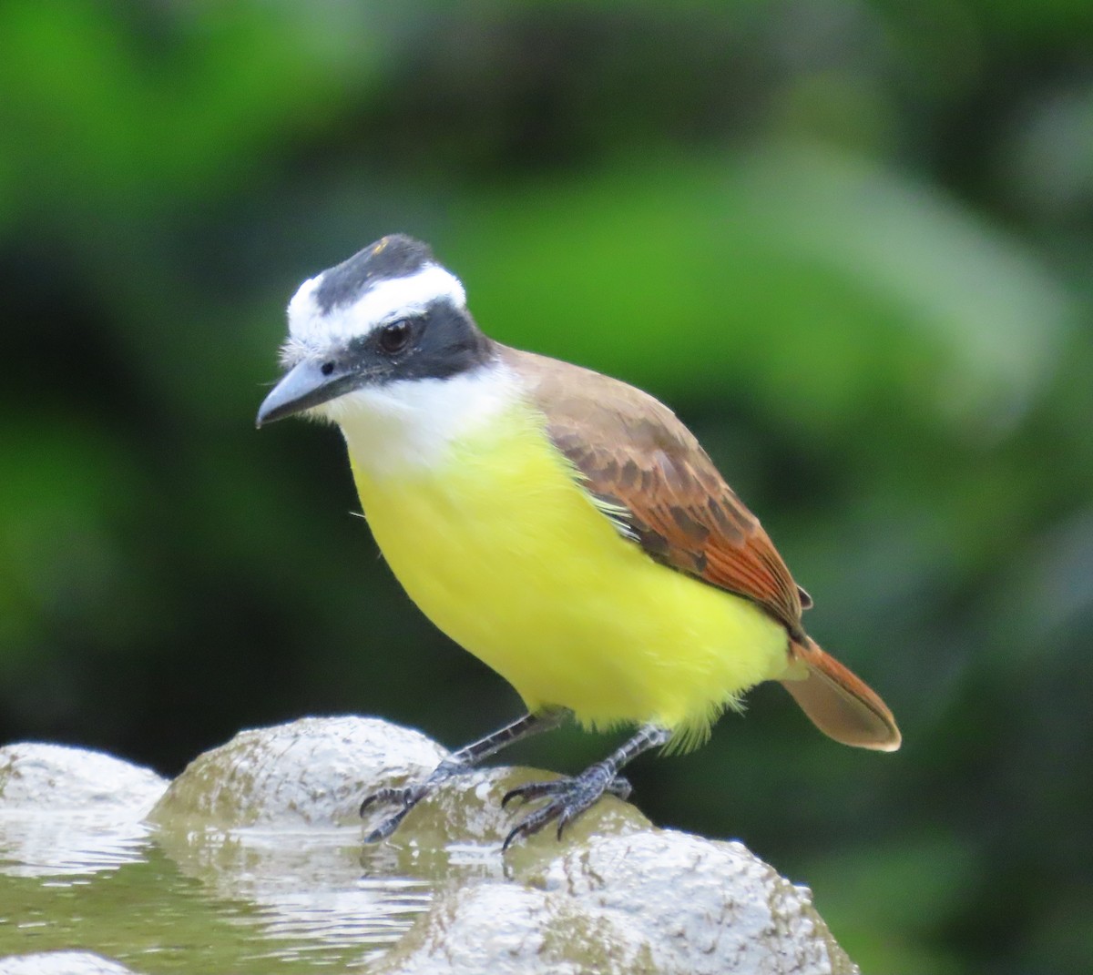 Great Kiskadee - ML645830264