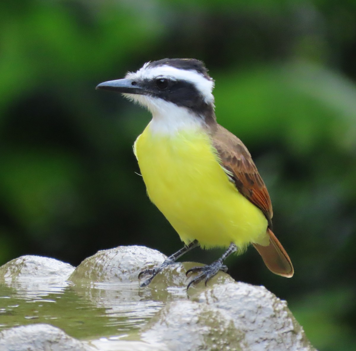 Great Kiskadee - ML645830265