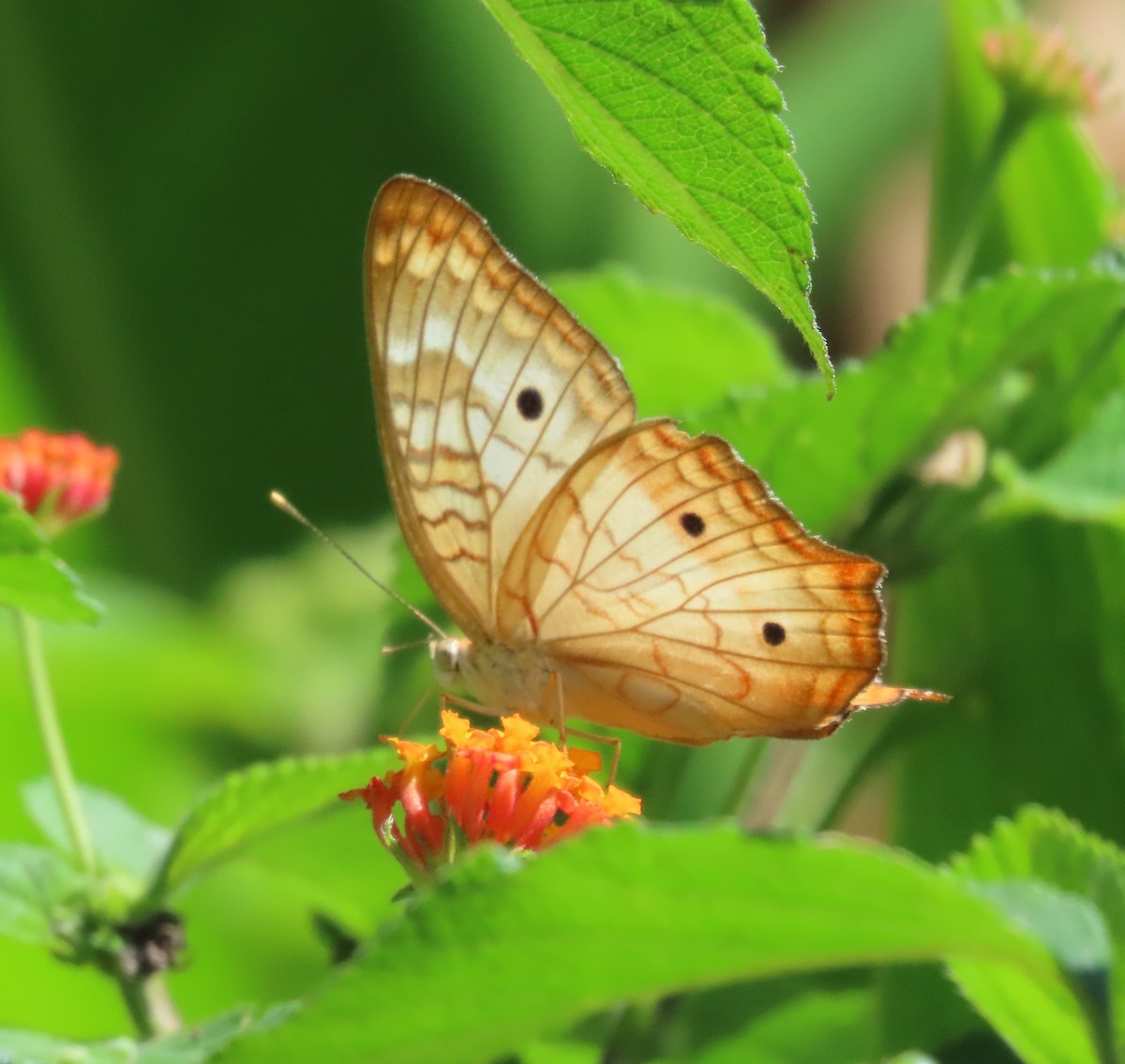 動物界 - ML645830268