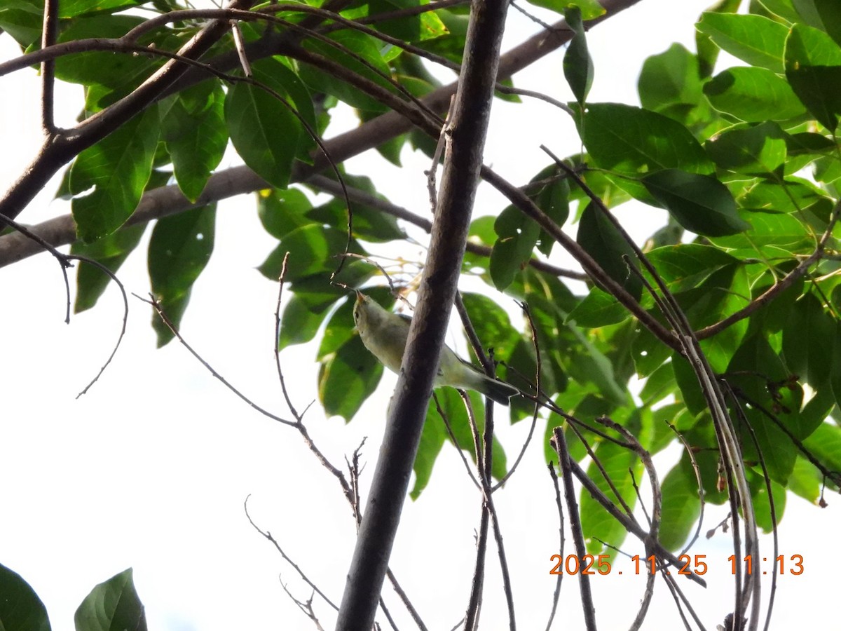 Arctic Warbler - ML645830275