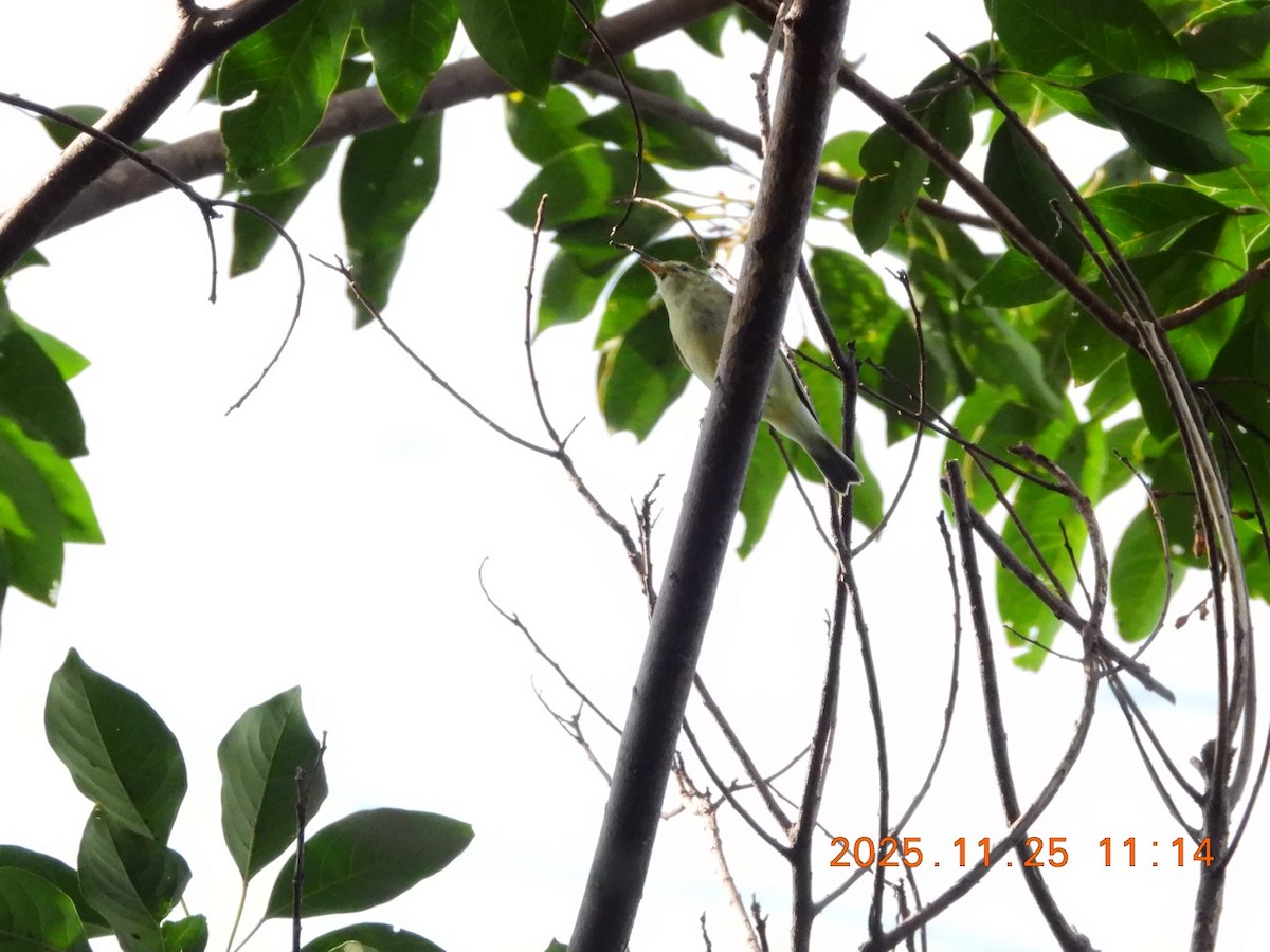 Arctic Warbler - ML645830276